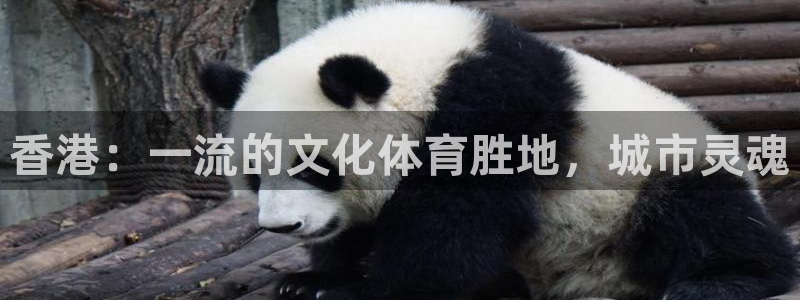意昂体育3平台：香港：一流的文化体育胜地，城市灵魂